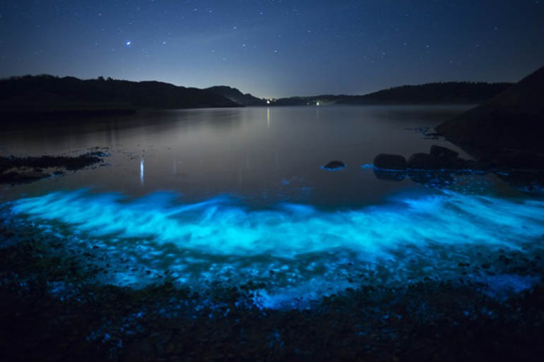 Bioluminescence Basilisa