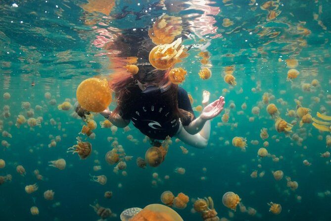Stingless Jellyfish Lagoon