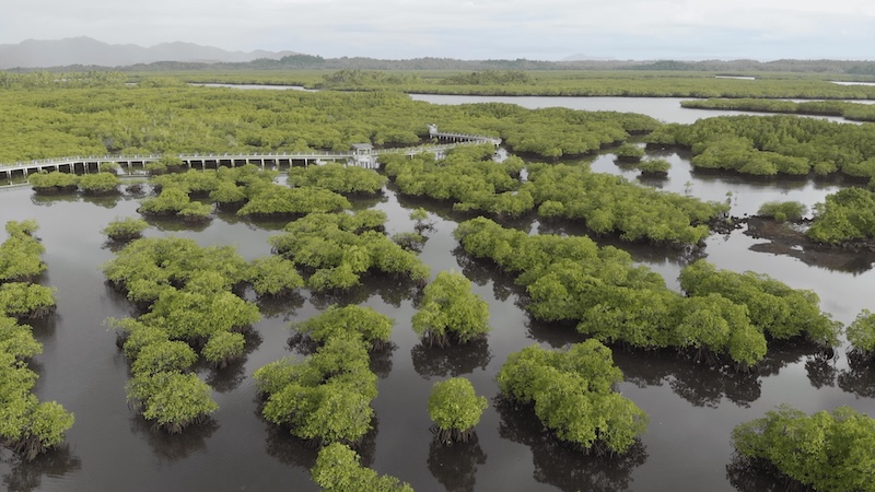 Siargao Mangrove